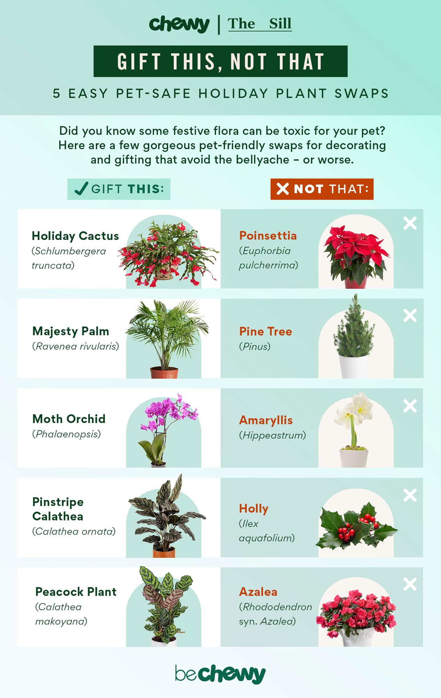 safe plants for cats