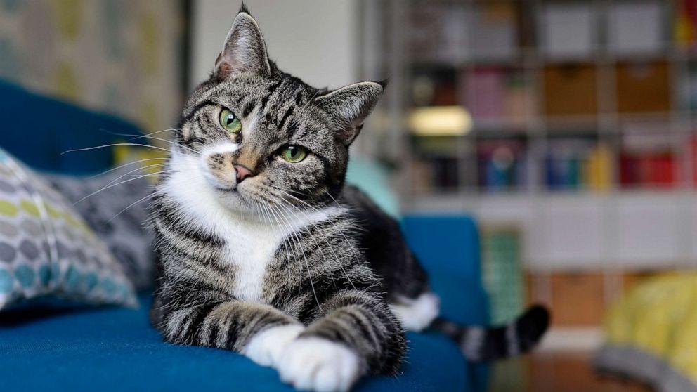 cats recognizing names